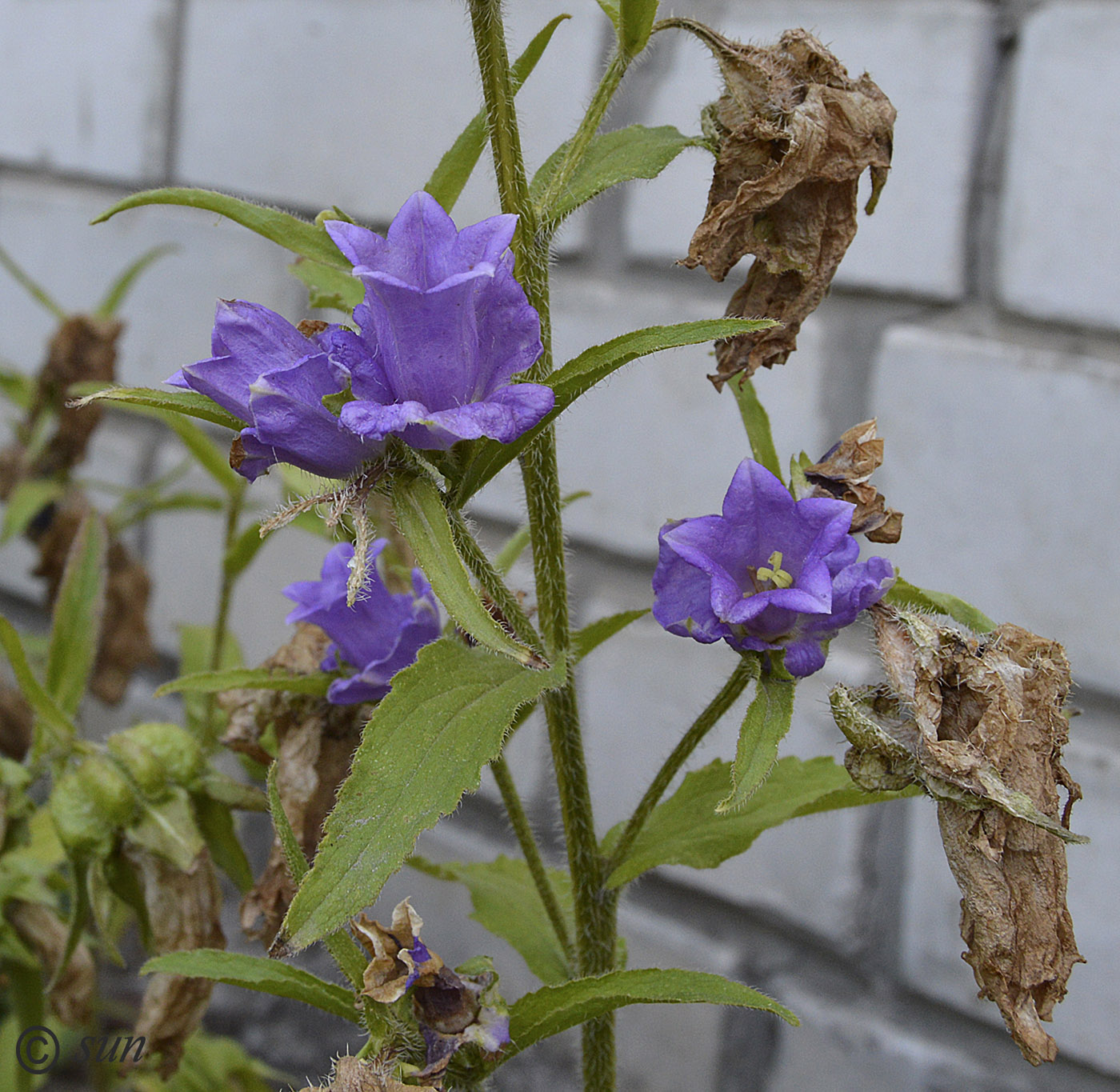 Image of Campanula medium specimen.