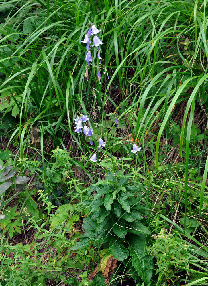 Image of Adenophora liliifolia specimen.