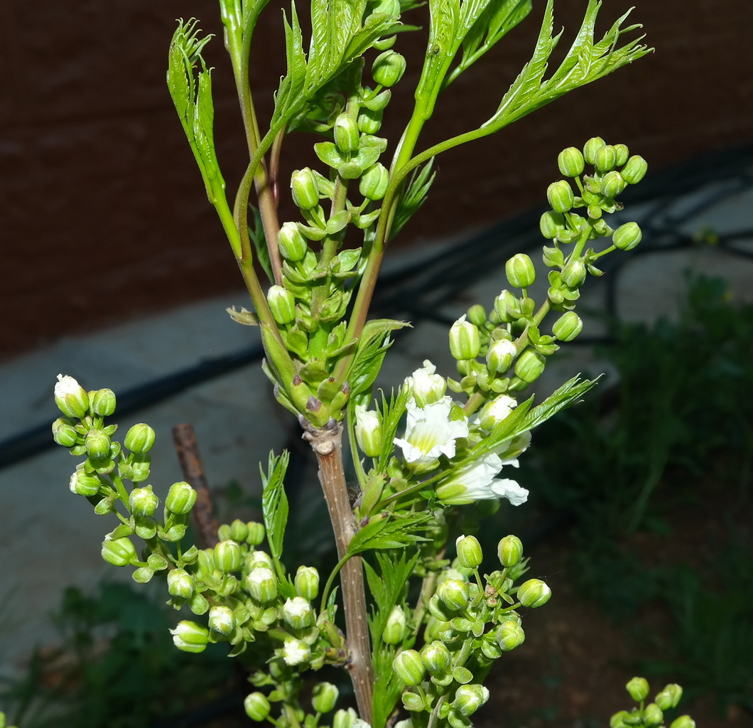 Image of Xanthoceras sorbifolium specimen.