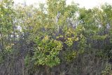 Crataegus nigra