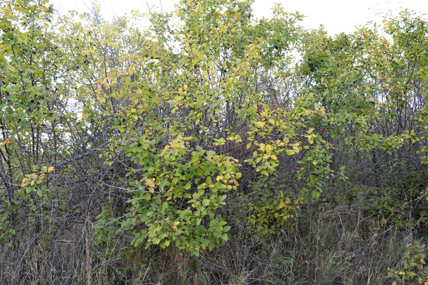 Image of Crataegus nigra specimen.