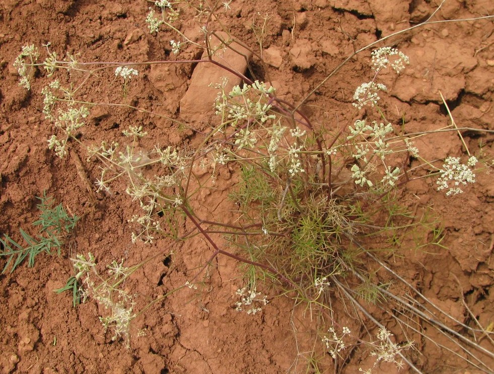 Image of Seseli glabratum specimen.