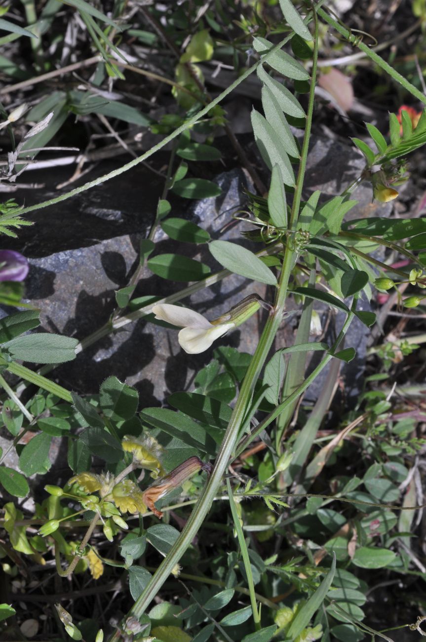 Image of Vicia grandiflora specimen.