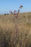 Cotoneaster tauricus. Плодоносящее растение. Крым, Севастополь, окр. Сарандинакиной балки, степь. 03.10.2019.