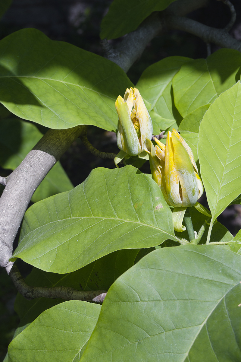 Image of Magnolia acuminata specimen.