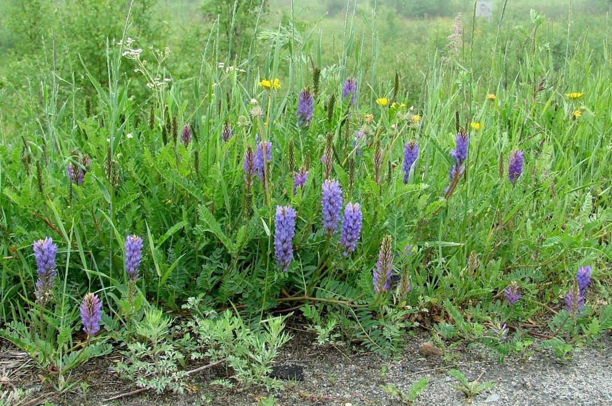Image of Astragalus adsurgens specimen.