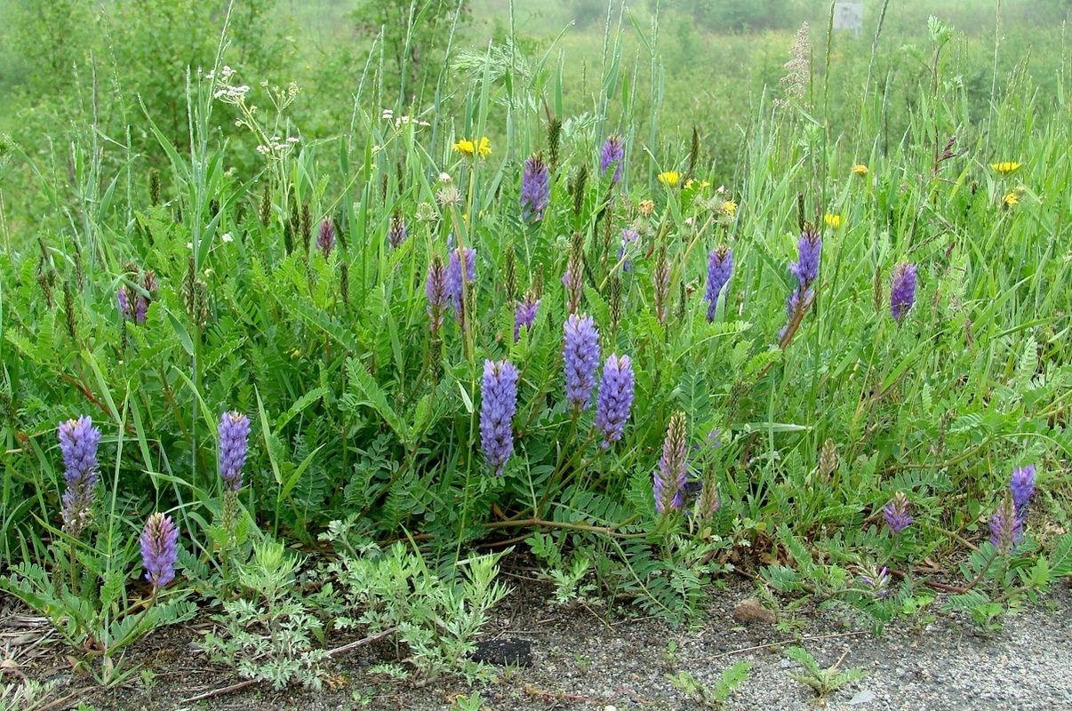 Изображение особи Astragalus adsurgens.