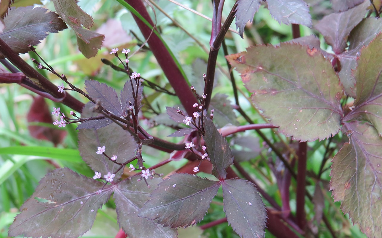 Изображение особи Cryptotaenia japonica.