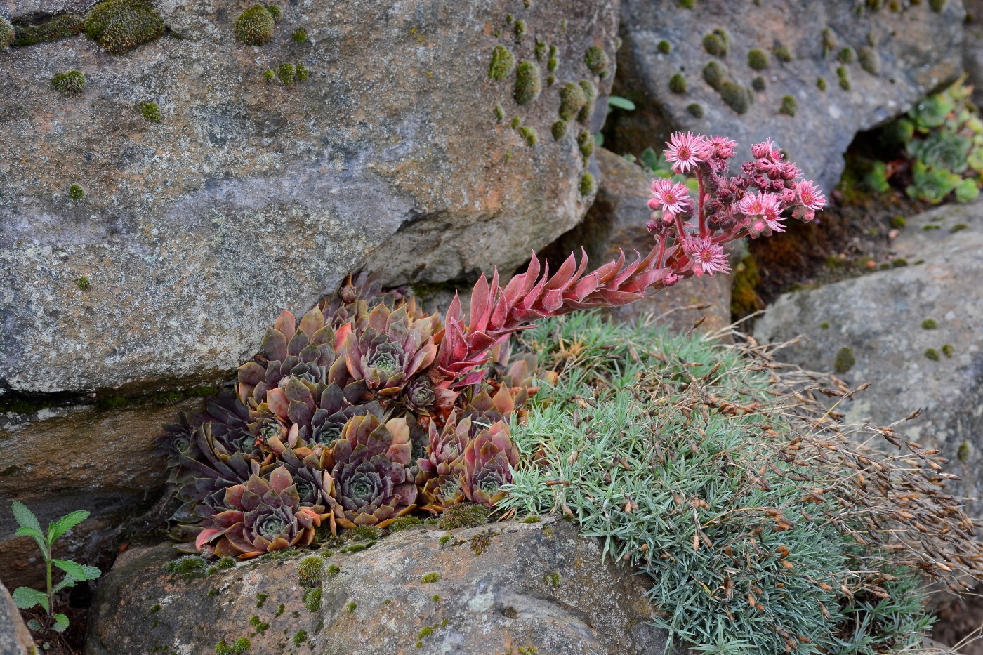 Изображение особи Sempervivum tectorum.