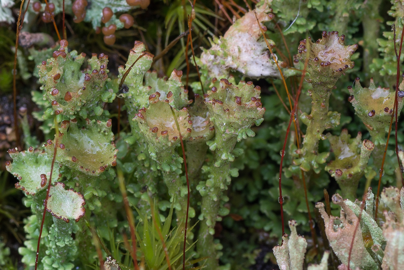 Изображение особи Cladonia gracilis ssp. turbinata.