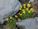 Draba oreades