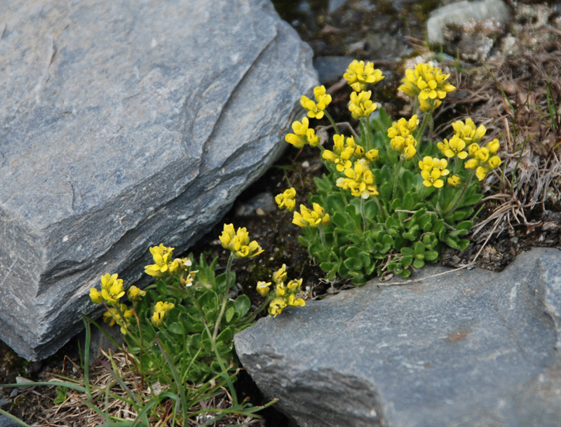 Image of Draba oreades specimen.