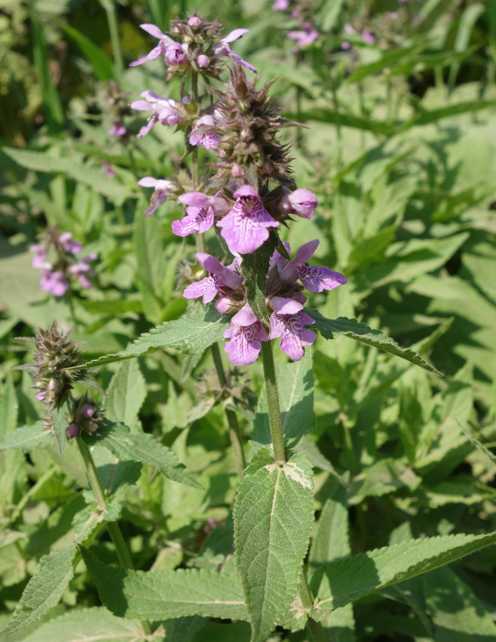 Изображение особи Stachys palustris.