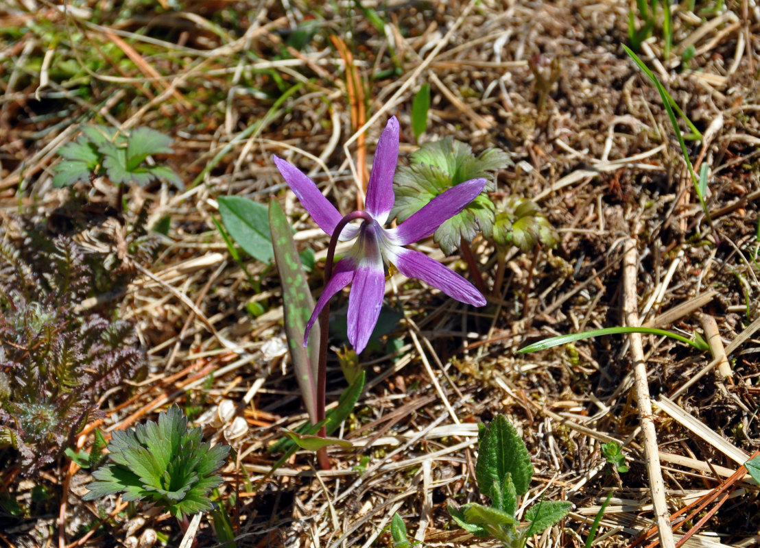 Image of Erythronium sibiricum specimen.