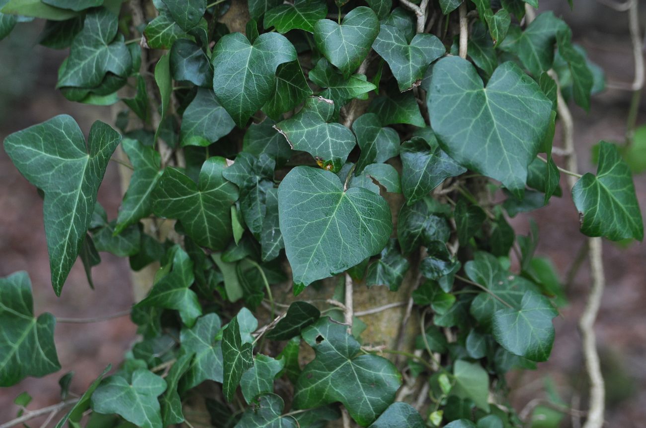 Image of Hedera helix specimen.