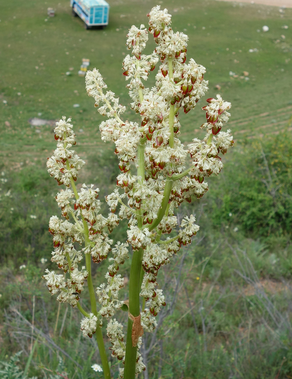 Image of Rheum wittrockii specimen.