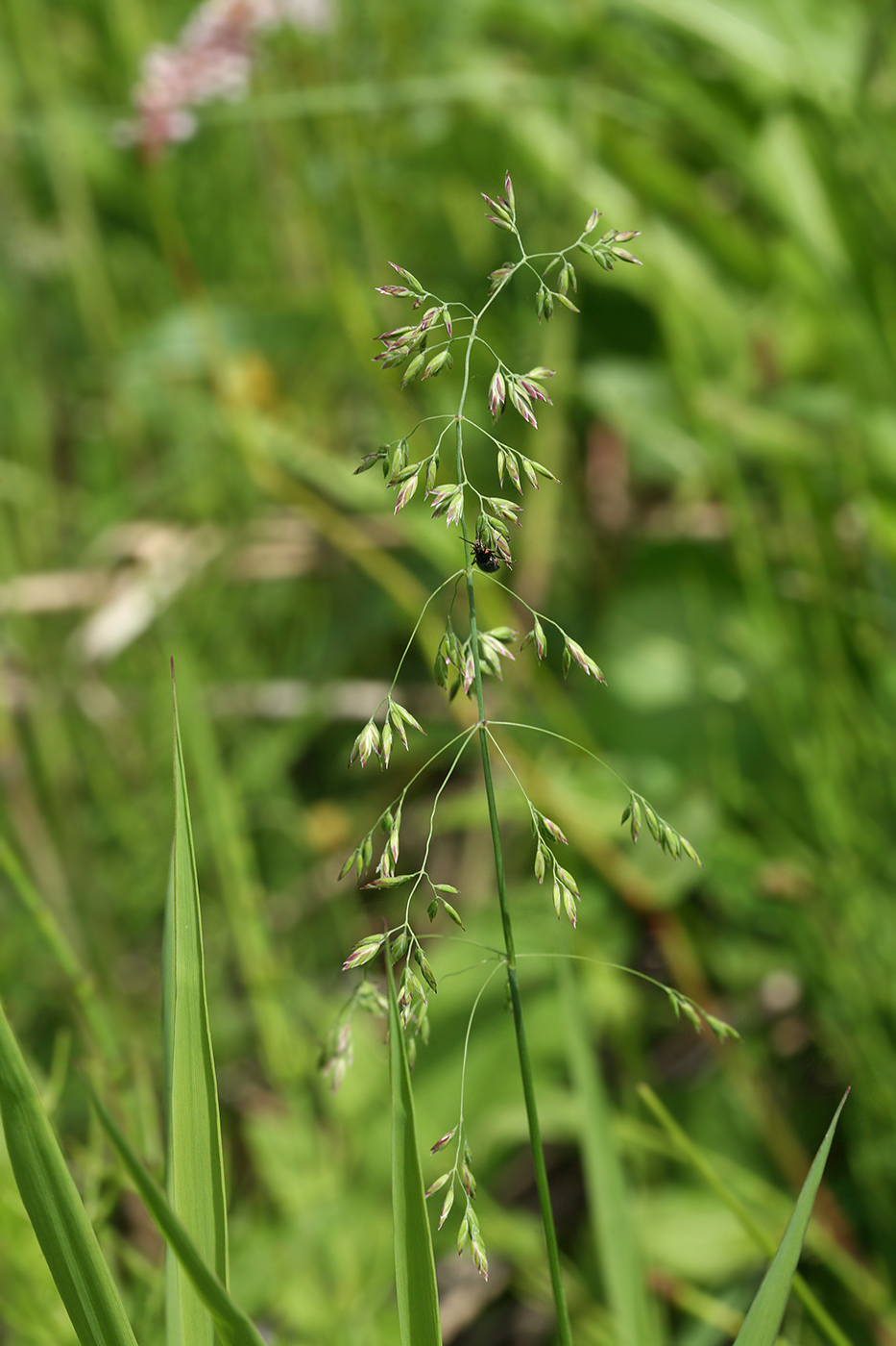 Image of Poa trivialis specimen.