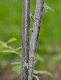 Barnadesia dombeyana