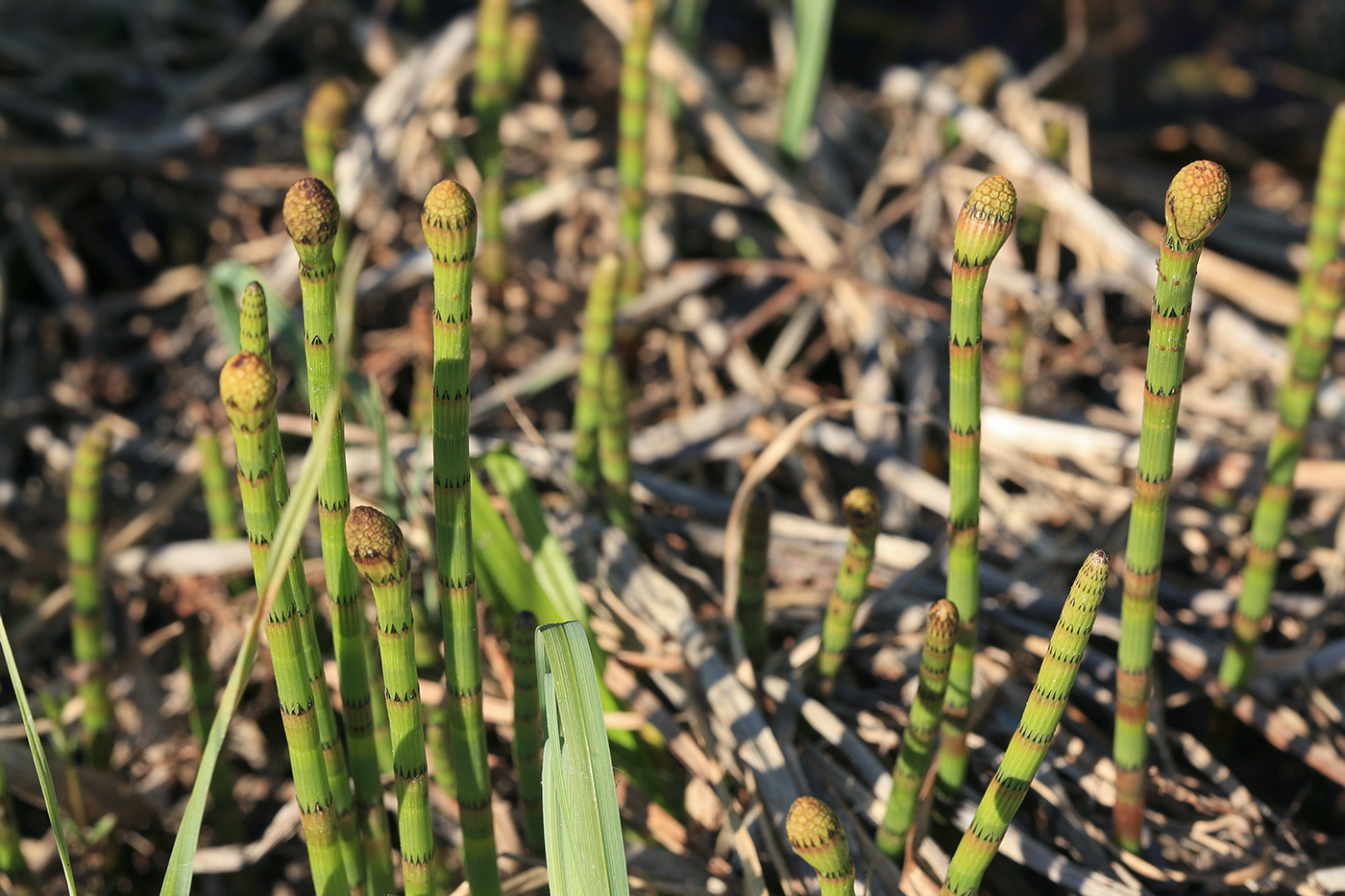 Изображение особи Equisetum fluviatile.