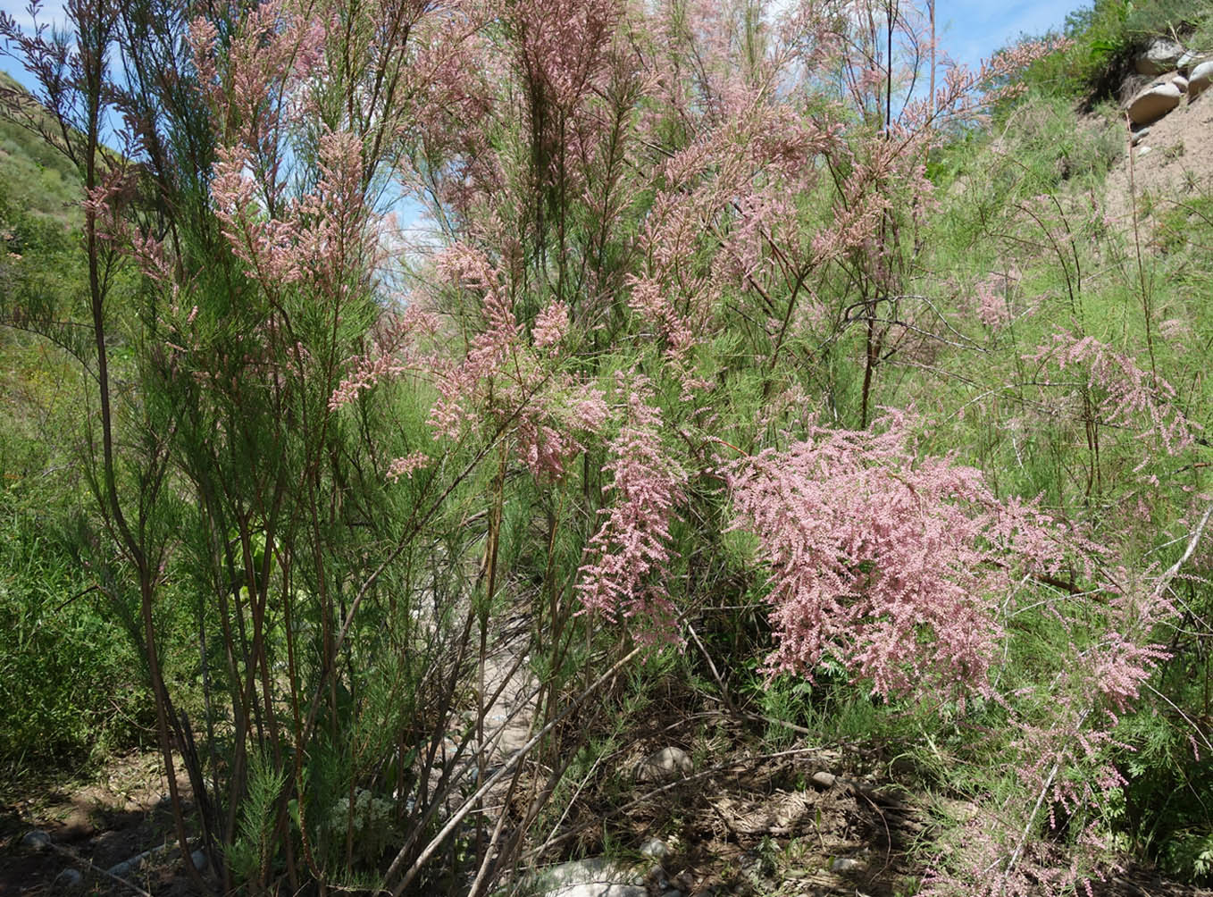 Image of Tamarix ramosissima specimen.