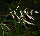 Brachypodium rupestre