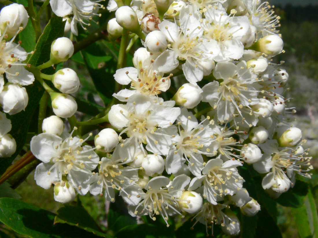 Image of Sorbus sibirica specimen.