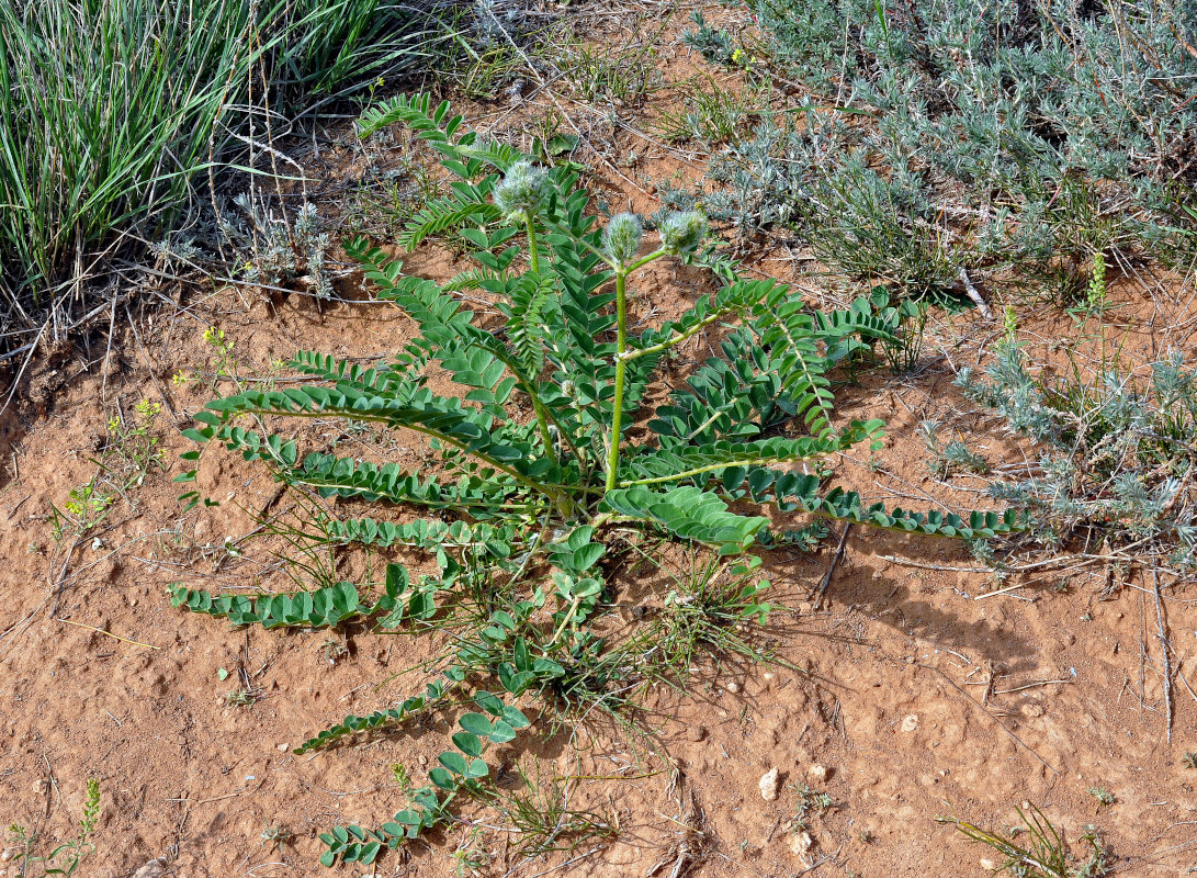 Image of Astragalus vulpinus specimen.