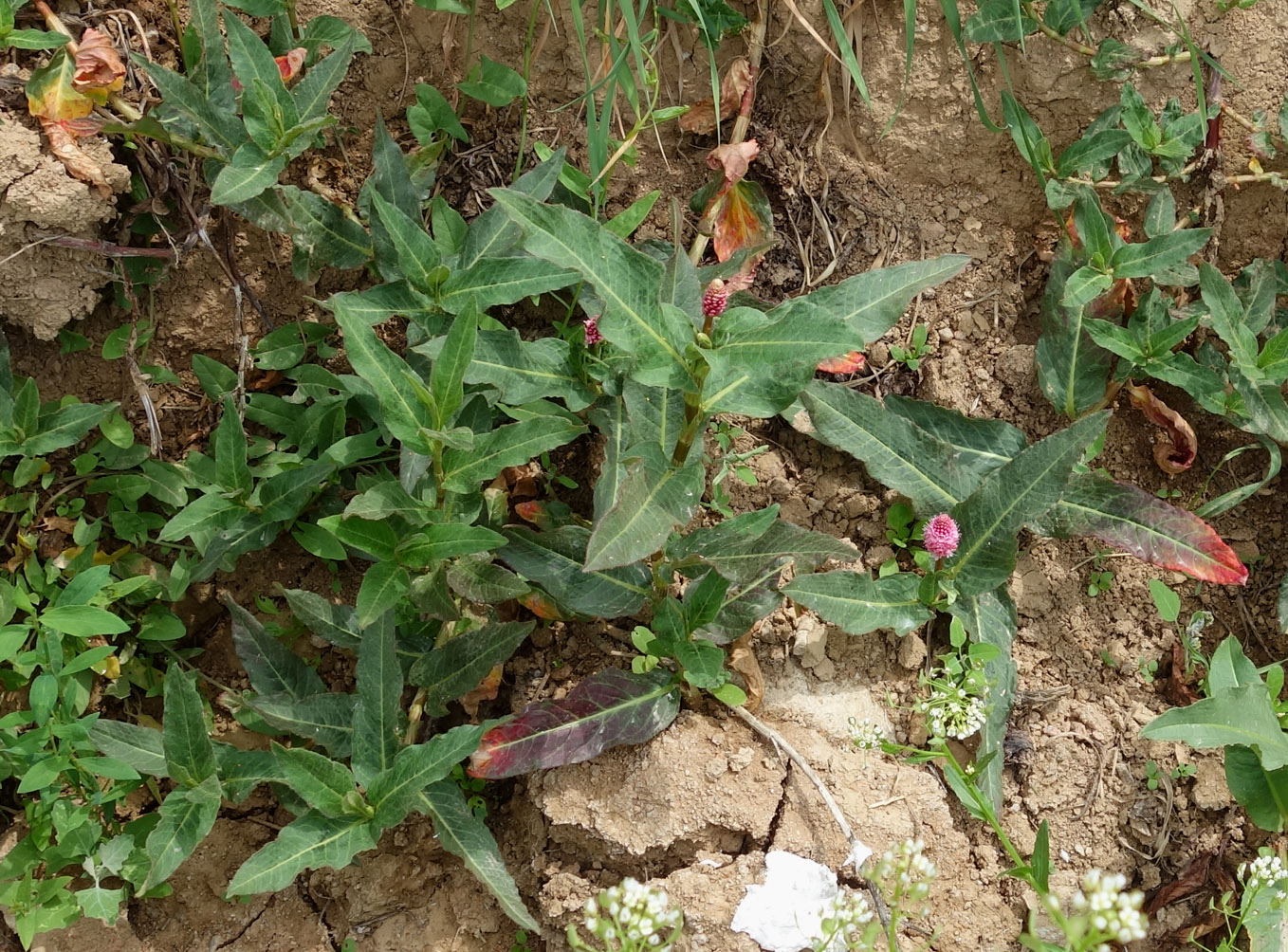 Image of Persicaria amphibia specimen.