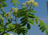 Sorbus aucuparia