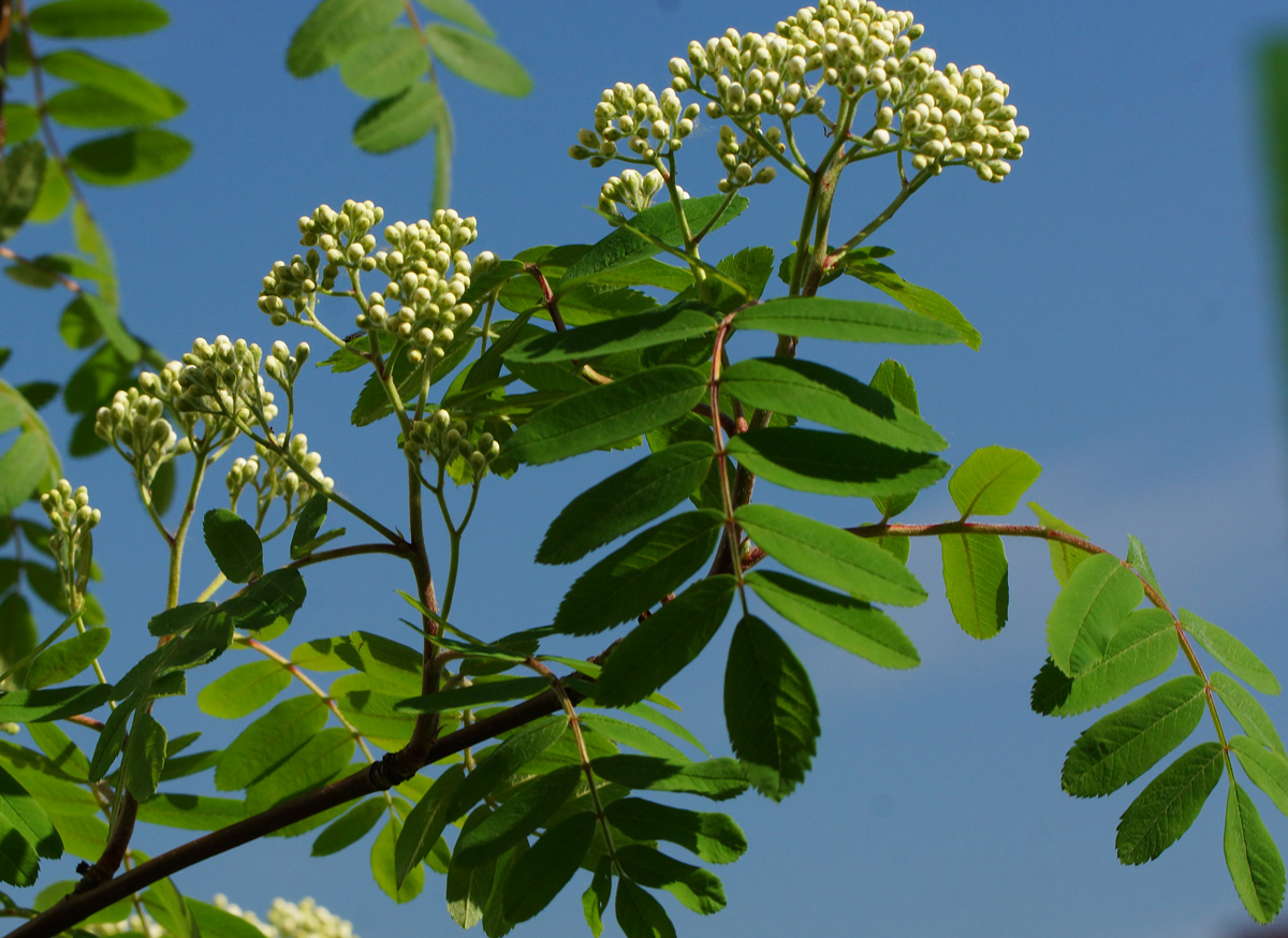 Image of Sorbus aucuparia specimen.