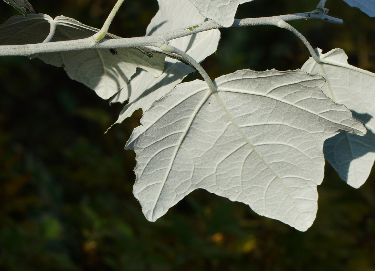 Изображение особи Populus alba.