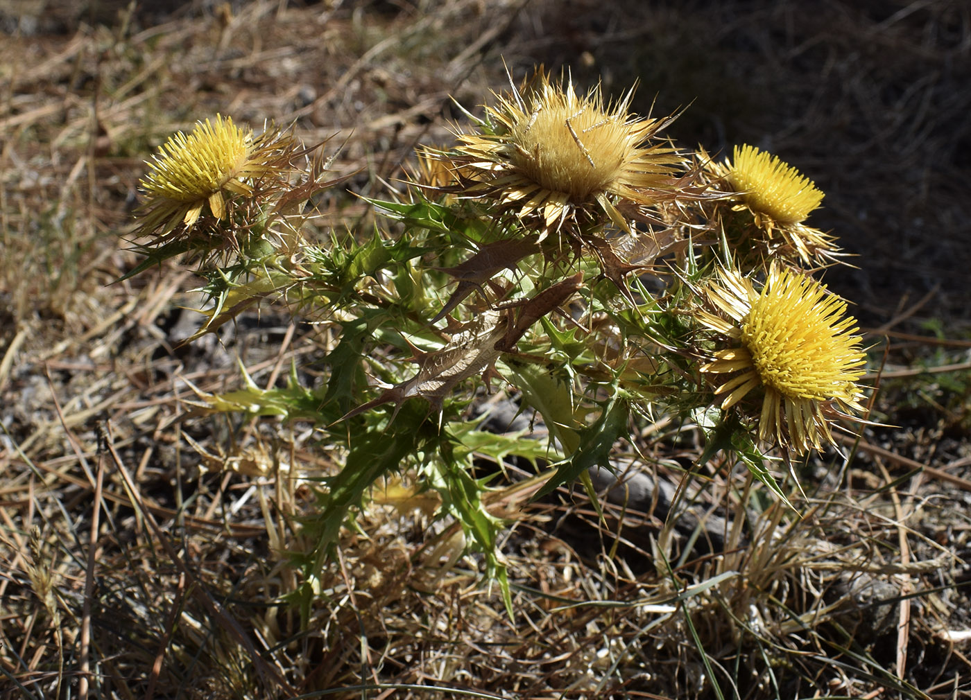 Изображение особи Carlina hispanica.