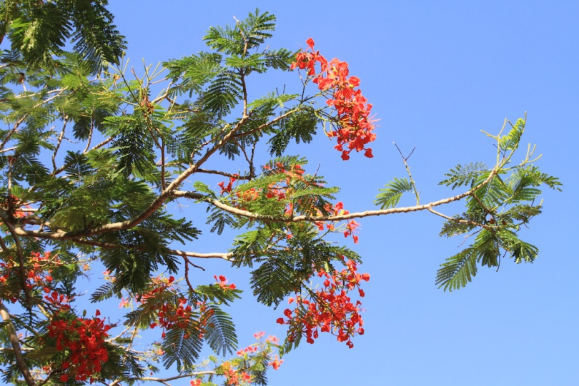 Изображение особи Delonix regia.