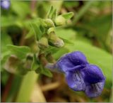 Scutellaria galericulata. Цветы. Чувашия, окр. г. Шумерля, пойма р. Сура, оз Щучья лужа. 24 августа 2010 г.