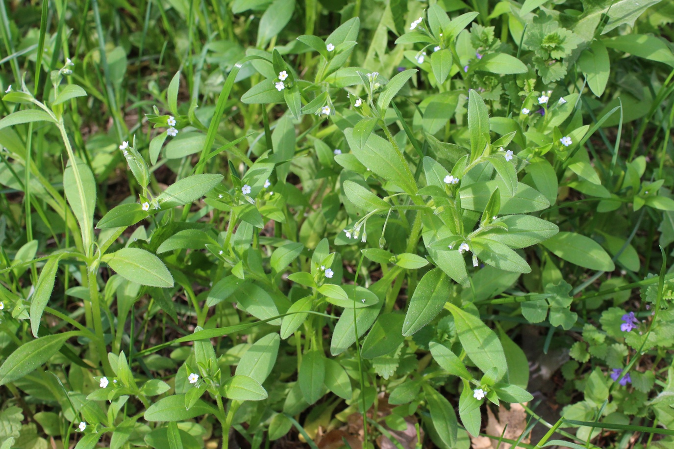 Image of Myosotis sparsiflora specimen.