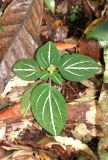 Sonerila pulchella