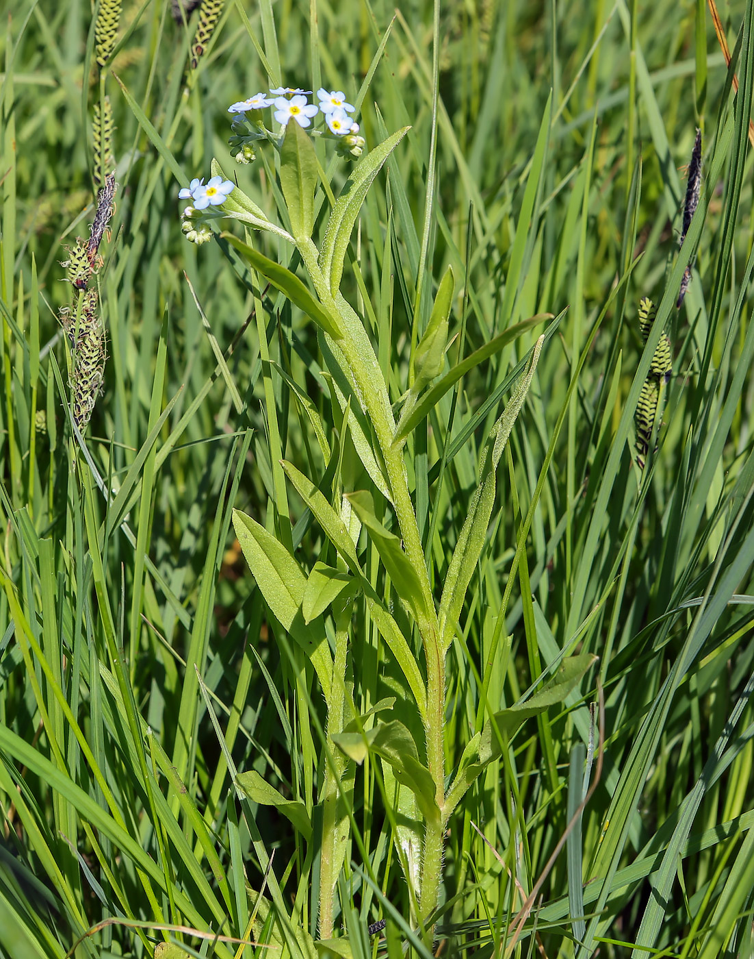 Image of Myosotis palustris specimen.