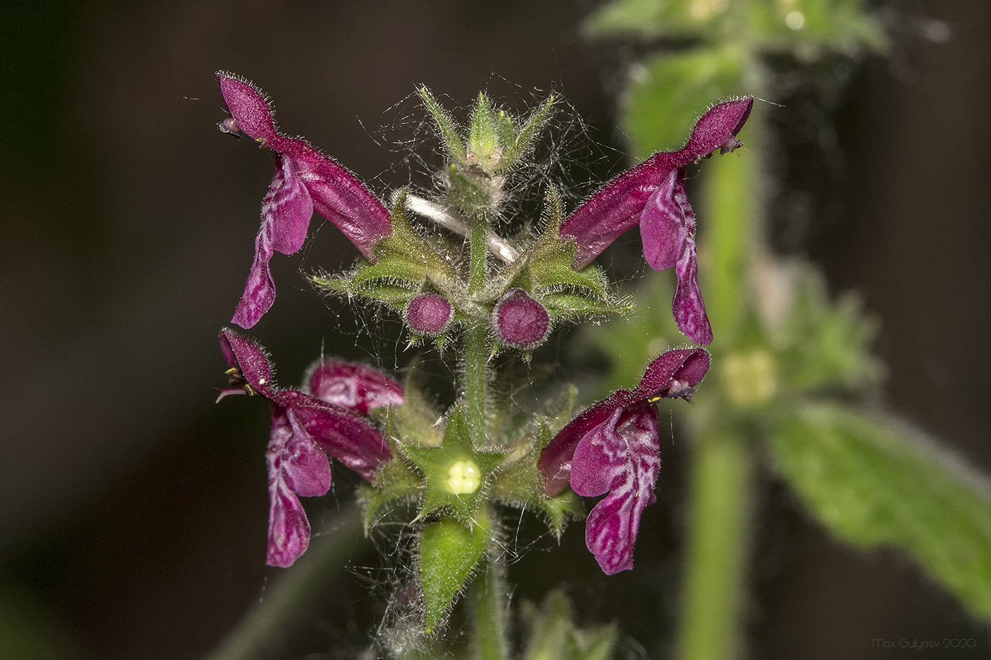 Изображение особи Stachys sylvatica.