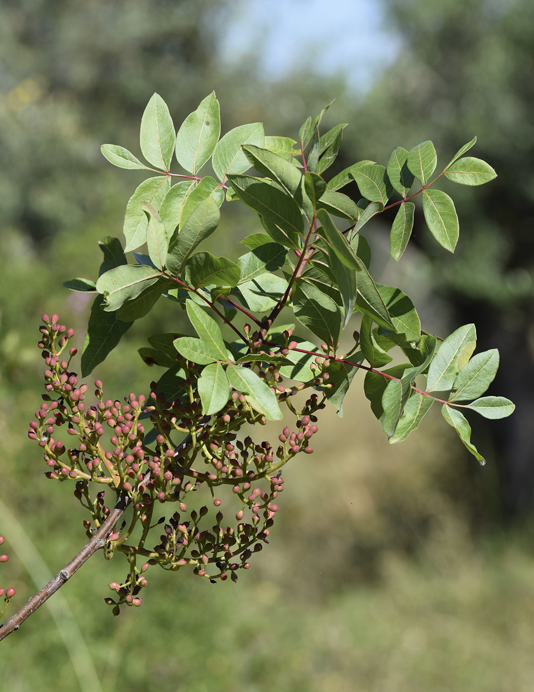 Изображение особи Pistacia terebinthus.