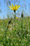 Tragopogon reticulatus