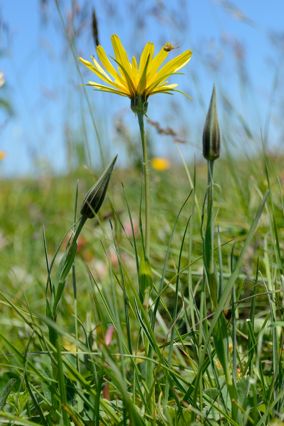 Изображение особи Tragopogon reticulatus.