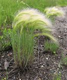 Hordeum jubatum