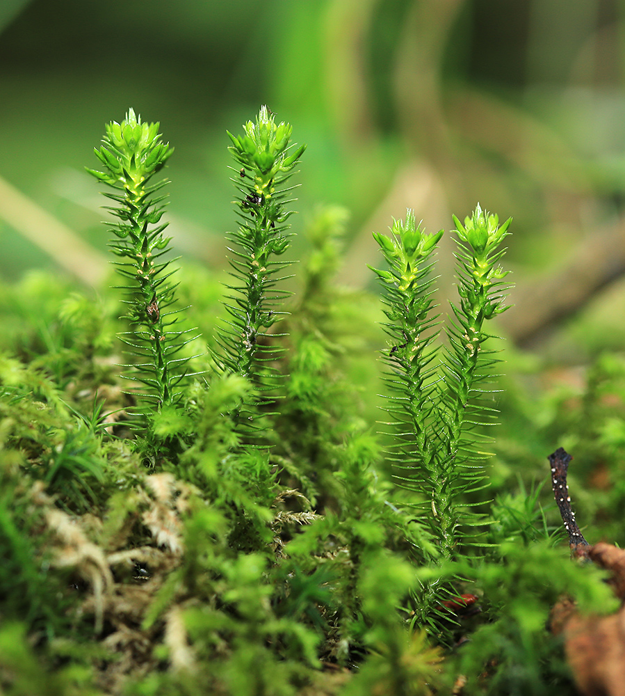 Изображение особи Huperzia chinensis.