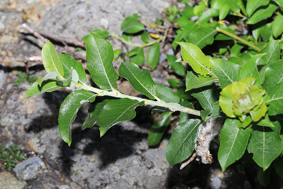 Изображение особи Salix woroschilovii.