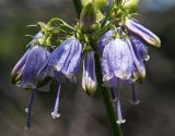 Adenophora verticillata. Часть соцветия. Приморский край, Ольгинский р-н, окр. с. Милоградово. 11.08.2009.