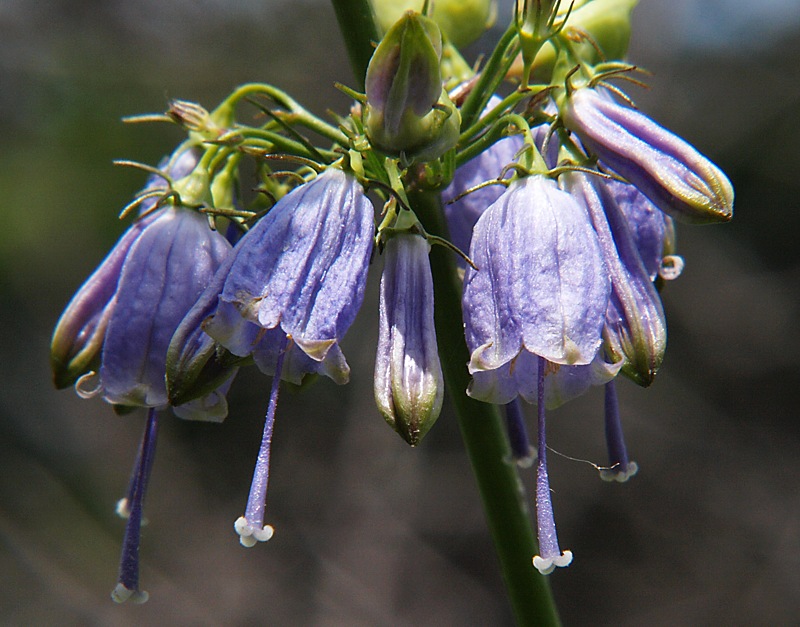 Image of Adenophora verticillata specimen.