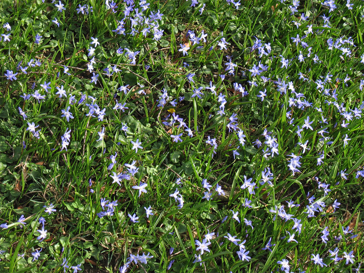 Image of Chionodoxa luciliae specimen.