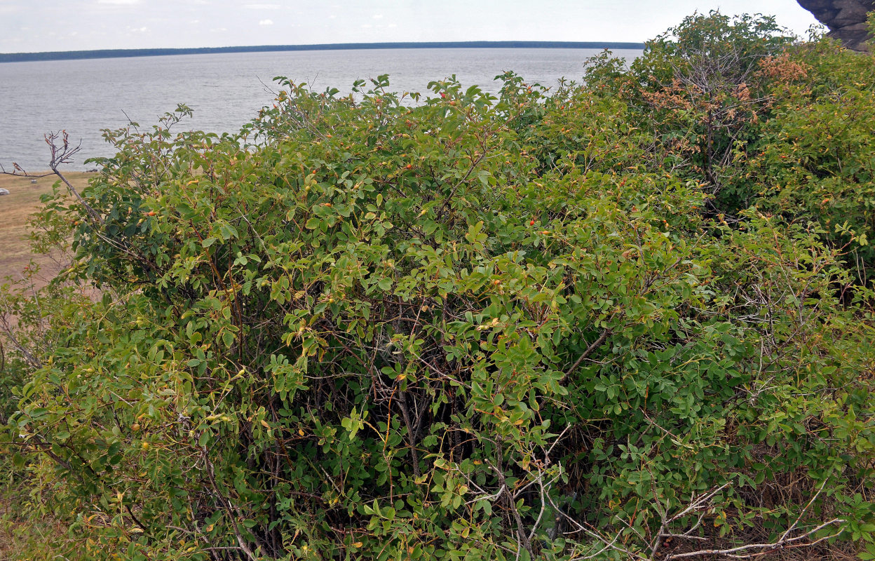 Image of genus Rosa specimen.