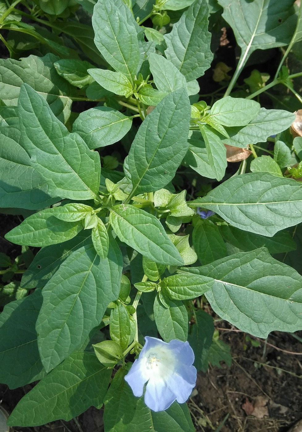 Изображение особи Nicandra physalodes.