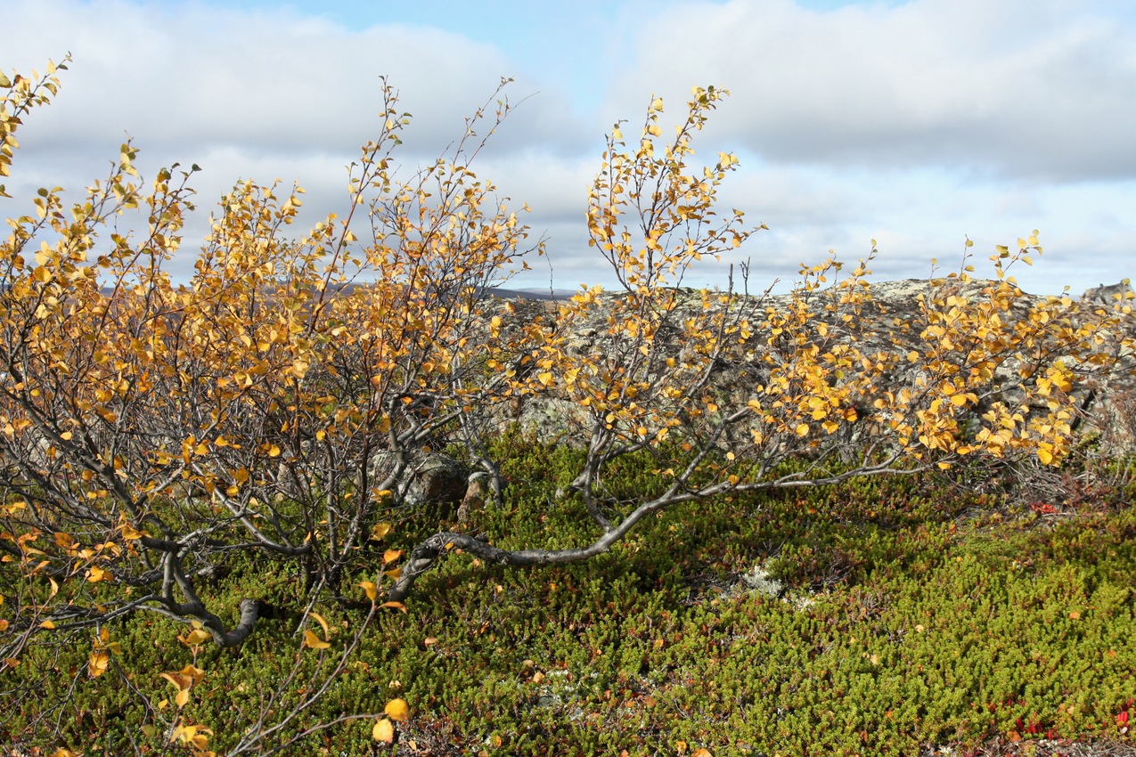 Изображение особи Betula &times; alpestris.